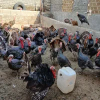 بوقلمون .مرغ و خروس|حیوانات مزرعه|قزوین, |دیوار