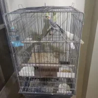 یک جفت عروس هلندی نر ماده