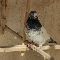 کبوتر   کفتر|پرنده|تهران, مسعودیه|دیوار