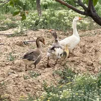 غاز|حیوانات مزرعه|کبودرآهنگ, |دیوار