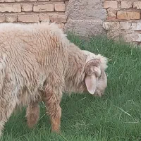 بره قوچی|حیوانات مزرعه|شیراز, محمودآباد|دیوار