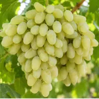 نیاز ب کارگر انگور چینی