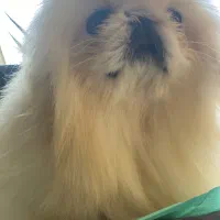 ‌یکینیز امپریال کیفیت عجوبه جوان جفت بیضه ۲۵