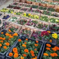 خدمات باغبانی و سمپاشی با ضمانت و فاکتور|خدمات باغبانی و درختکاری|تهران, ونک|دیوار