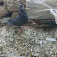 کبوتر بهبهانی وشهری