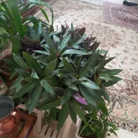 گل زیبا و شاداب|گل و گیاه طبیعی|قوچان, |دیوار