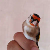 سهره|پرنده|سرپل ذهاب, |دیوار