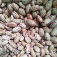 لوبیا چیتی محصول امسال خشک