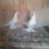 کبوتر|پرنده|یامچی, |دیوار