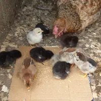 مرغ و جوجه لاری دورگ محلی