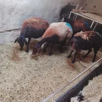 ۵عدد میش آبستن نژاد افشار مهربانی