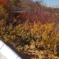 باغ|فروش زمین و ملک کلنگی|نیاسر, |دیوار