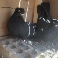 یک جفت کفتر زاغ چشم نوک سفید زیرقیمت