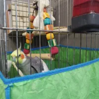 عروس هلندی نر