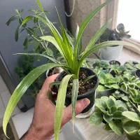 پاندانوس ابلغ