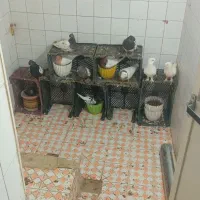 کفتر سینه وکله