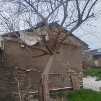 درخت فروشی|خدمات باغبانی و درختکاری|گرگان, |دیوار