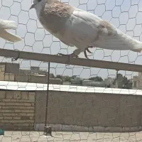 خوشرنگ ساده