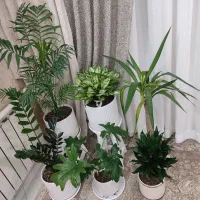 گل وگیاه آپارتمان