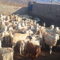 گله گوسفند|حیوانات مزرعه|جیرفت, |دیوار