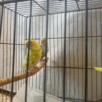 مرغ عشق با قفس