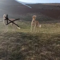 تازی|سگ|سنندج, |دیوار