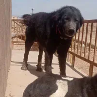 سگ دزدیده شده|سگ|اصفهان, شهرک صنعتی جی|دیوار