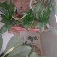 گل آپار تمانی