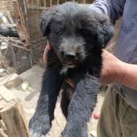 توله سگ قهدریجانی