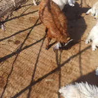 فروشی|حیوانات مزرعه|چاه مرید, |دیوار