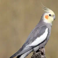 عروس هلندی گم شده