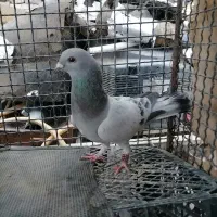 کبوتر معاوضه