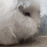 خرگوش لپو|موش و خرگوش|کرمانشاه, |دیوار