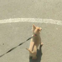 سگ تربیت شده