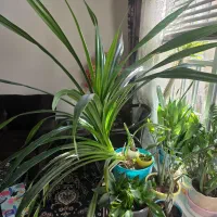 ۳ عدد گل پاندانوس