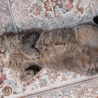 گربه بریتیش نر ۲سال و ۵ ماهه عقیم شده|گربه|تهران, شهرک شهرداری|دیوار