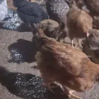 نیمچه مرغ محلی|حیوانات مزرعه|اهواز, کوی مندلی(سه راه خرمشهر)|دیوار