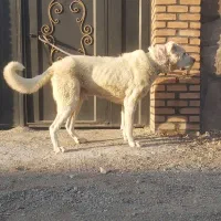 سگ سرابی نر|سگ|تهران, شهرک دریا|دیوار