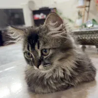 گربه بازیگوش