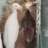 جوجه بوقلمون خانگی