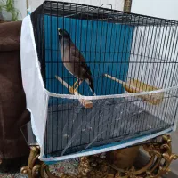 مرغ مینا سخنگو معاوضه هم میکنم