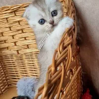 عروسک چشم تیله ای