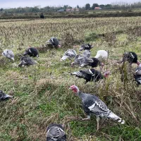 بوقلمون محلی نروماده|حیوانات مزرعه|طاهرگوراب, |دیوار