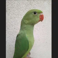 طوطی ملنگو پنج ماهه نر