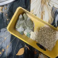 جوجه مرغ عشق