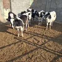 گوساله|حیوانات مزرعه|فیروزه, |دیوار