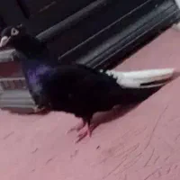 کبوتر معاوضه هم دارم با مسافتی