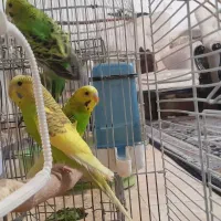 پرنده