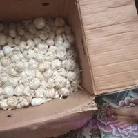 لیمو تازه، سیز تازه، موز|خوردنی و آشامیدنی|زابل, |دیوار