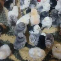 جوجه دوروز سلطان قیمت هفتاد وپنج هزار تومان